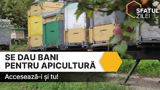 Se dau bani pentru apicultură Acceseazăi și tu [upl. by Aluino]