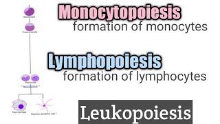 Lymphopoiesis and Monocytopoiesis ll leukopoiesis ll chapter10 ll hematology [upl. by Rockefeller]