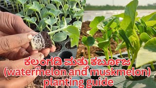 watermelon and muskmelon planting guide  ಕಲ್ಲಂಗಡಿ 🍉 ಮತ್ತು ಕರ್ಬೂಜ  danesh patil  farming life [upl. by Harbot]