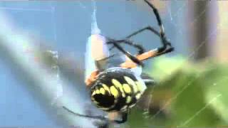 Garden spider captures prey [upl. by Blancha]