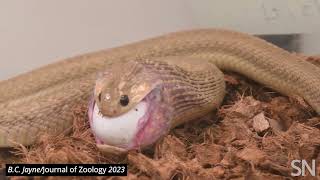 Watch a Gans’ eggeater snake eat an egg  Science News [upl. by Faunie]