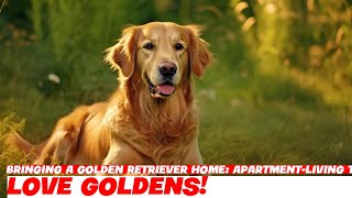 Bringing a Golden Retriever Home ApartmentLiving Tips [upl. by Kalil938]