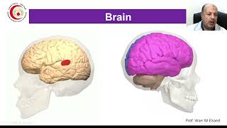 04 Cerebral hemisphere Brain sulci gyri amp cortical areas [upl. by Sucramat]