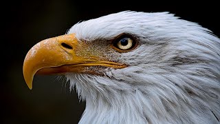 Adler  Der Raubvogel In Der Luft  Dokumentation [upl. by Wenn946]