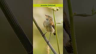 The Chiffchaffs call and song  Bird sounds shorts [upl. by Ulrika]