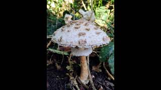 Parasol mushroom Wanstead Park London [upl. by Pine]