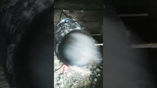 pigeon birds pets love attitude fancykabutar ytshorts shortsvideo [upl. by Atterbury780]