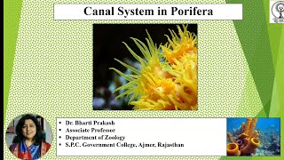 Canal System in Sponges by Dr Bharti Prakash [upl. by Knepper680]