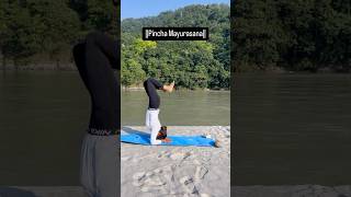 Pincha mayurasana 💫 youtubeshorts shortfeed shorts [upl. by Siver]