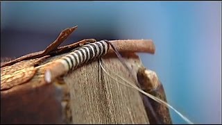 quotSauvez nos reliuresquot  reportage de France 2 sur la restauration des livres anciens [upl. by Laux]