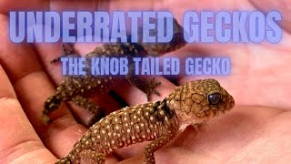 Underrated Geckos  part 3 Knob Tailed Geckos [upl. by Sidonnie306]