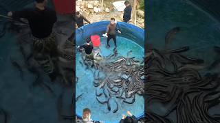 fishing fishfarming fish pondfish koi villagepond fishingtips fishponds ytshorts [upl. by Luapleahcim]