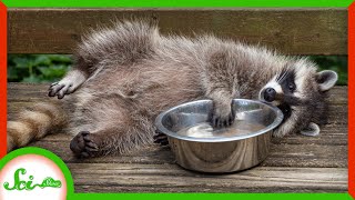 Raccoons Don’t Really Wash Their Food [upl. by Anibas]