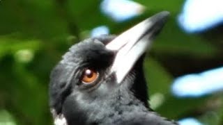 Secret Agent Magpie ACOUSTIC ORIGINAL [upl. by Schlessinger]