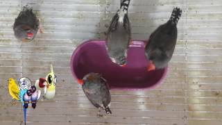 كيف تستحم طيور الزيبرا Zebra finches having a bath [upl. by Sheedy340]