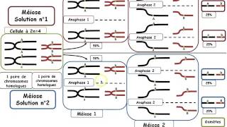 ts bilan méiose et brassages Fabrice Morales [upl. by Nicholl]