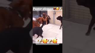 Ovejero alemán defiende a cachorro [upl. by Kermie]