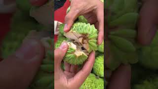 Picking Sugar Apple Fruit  So Fresh Amazing satisfying gardening shortvideo [upl. by Bobette598]