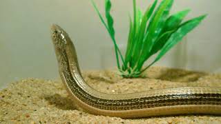 Larry the LEGLESS LIZARD 12132021 [upl. by Aurora]