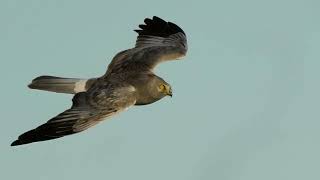 The male hen harrier at wallasea rspb reserve [upl. by Andryc]