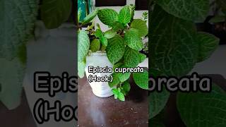 Episcia cupreata Hook Hanst planting plants shortvideo garden subscribe like [upl. by Yoccm]