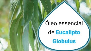 Conheça o óleo essencial de Eucalipto Globulus [upl. by Araf]