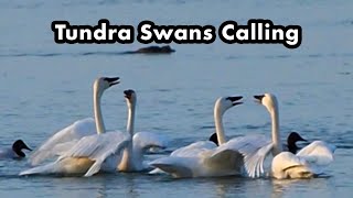 Tundra Swan Calling Its Friends  Bird Sound And Calls [upl. by Annahsit]