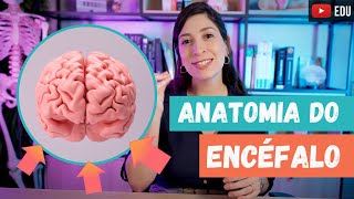 ANATOMIA geral do ENCÉFALO [upl. by Jose191]