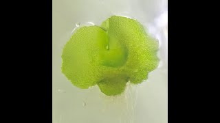 Plant Tissue Culture  Fern spores tissue culture Birds nest fern [upl. by Kevin]