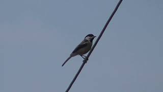 Carolina Chickadee call  announces large bird passing over [upl. by Glantz]