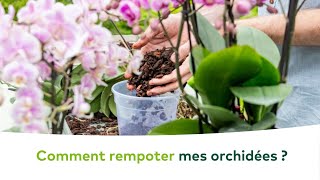 PLANTES DINTERIEUR  Comment rempoter et soigner mes orchidées [upl. by Dido716]