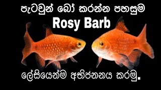 How to Breed Rosy Barb Fish easily in HomesinhalaFHD kaveeaqua breeding Rosybarb [upl. by Dahlstrom21]