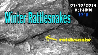 Winter Rattlesnakes [upl. by Nyleahcim]