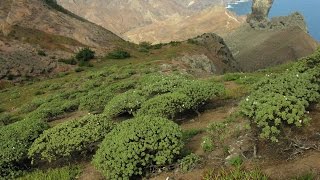 Saint Helena – plant conservation [upl. by Nojad80]