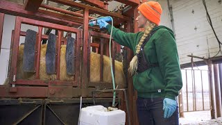 Helping Produce The Best Beef In The World  KCL Cattle Feedlot [upl. by Nsaj]