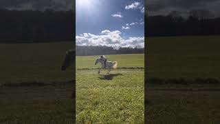 Dixie almost threw me today lol… horsefails equestrian horsemanship failvideo pony galloping [upl. by Marquita]