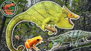 CATCHING GIANT CHAMELEONS  SAVING MANTELLA FROGS FROM EXTINCTION  MADAGASCAR EXPEDITION EPISODE 9 [upl. by Halullat]