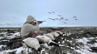 INSANE Late Season Solo Goose Hunting Limited Out [upl. by Francois]