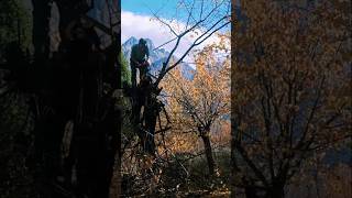 Cutting trees cuttingtree autumn trending viralvideo [upl. by Illak]