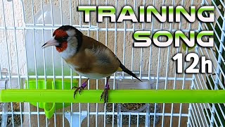 Goldfinch 12h Training Song  EXTRA [upl. by Slin395]