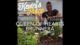 Spotlight Series Queen of Hearts Brunnera [upl. by Pharaoh493]