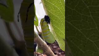 Video explaining the life cycle of a Monarch butterfly [upl. by Thorr]