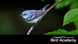 Warbler ID [upl. by Tacita]