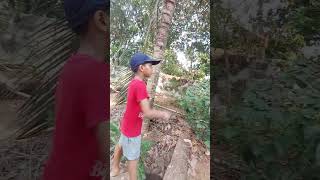 Cassava root digging Vlog Please like and SubscribeThank you for watching [upl. by Aerdnuahs]