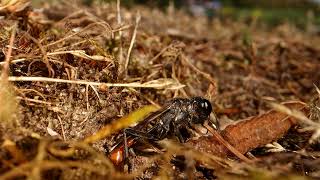 Ammophila Sandwasp [upl. by Karine]