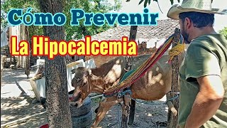 Cómo Prevenir la Hipocalcemia en Vacas El Secreto para Evitar la Vaca Caída [upl. by Zetes522]