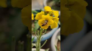 erysimum cheiri flower shorts shortsfeed viralshort reels tiktok shortvideos waitfortheend [upl. by Ynohtona752]