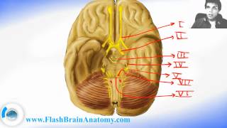 All 12 Cranial Nerves Anatomy  Brain Anatomy [upl. by Alacim]