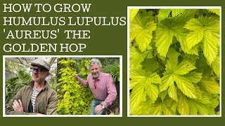 How to grow Humulus lupulus Aureus or the Golden Hop [upl. by Helga]