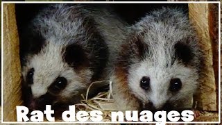 Phloeomys pallidus  Nehring 1890  Muridae  Rat des nuages  Ménagerie Paris  102016 [upl. by Nataniel]